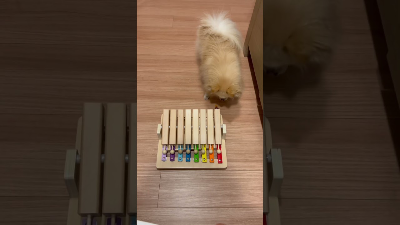 喋る犬「なんじゃこれ」