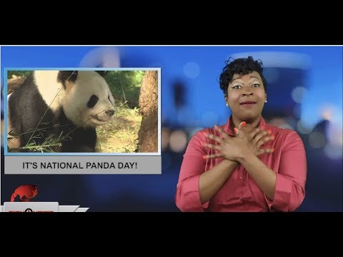 It's National Panda day! (ASL - 3.16.19)