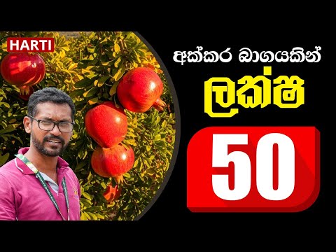 අක්කර බාගයකින් ලක්ෂ 50 ක් උපයන්න | දෙළුම් වගාව | HARTI 