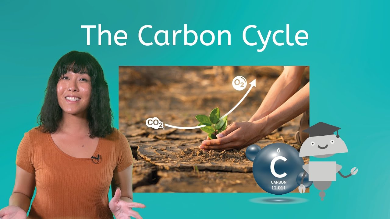 The Carbon Cycle - Organic and Inorganic Carbon Cycling