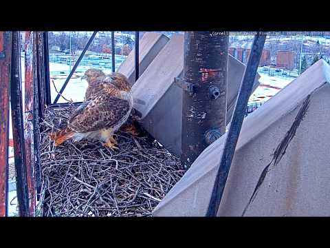 Big Red And Arthur Visit Nest Site And Add Sticks – Jan. 24, 2020