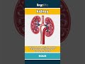 kidney - kidneys are two bean-shaped... video thumbnail