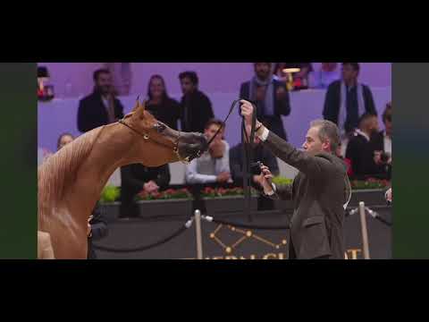 Ajman Moniscione, video by Arabian Insider