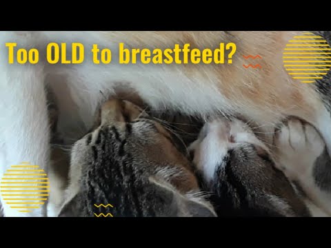 These Cats are Way Too Old for Breastfeeding!