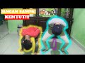 AWAS NANTI KENTUT Kentut Caution Fart Challenge Lomba