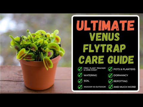 Venus Flytrap Care: Complete Care Guide + Repotting A Venus Flytrap & Huge Soil Hack You MUST Know!