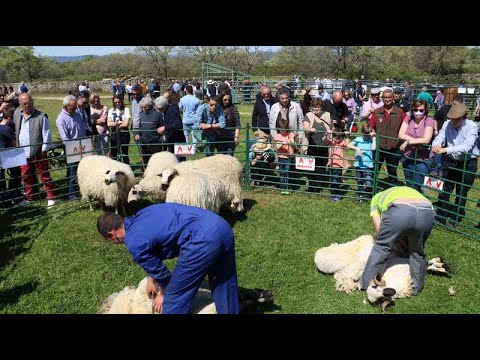 La Feria de San Felipe se coloca como digna representante del sector primario en Barruecopardo  