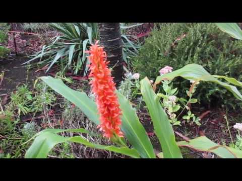 download lagu mp3 mp4 Orange Ginger Flower, download lagu Orange Ginger Flower gratis, unduh video klip Orange Ginger Flower