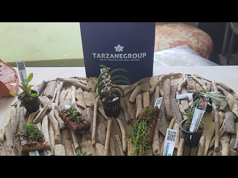 MINIATURE ORCHIDS HAUL FROM www.tarzanegroup.com. promo code alert!!!