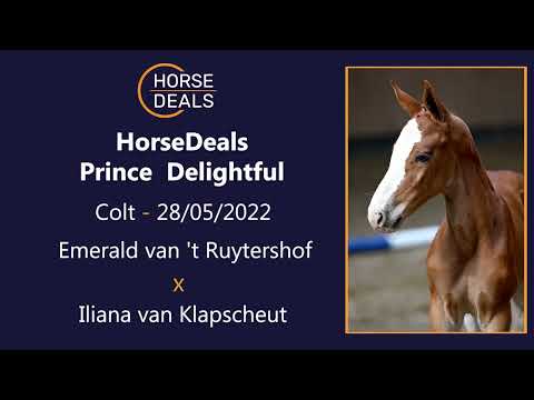 HorseDeals Prince  Delightful