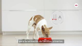Royal Canin Urinary Care - Cuidado del sistema urinario del perro anuncio