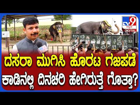 Dasara Elephants: ಕಾಡಿನಲ್ಲಿ ದಸರಾ ಗಜಪಡೆ ದಿನಚರಿ, ಆಹಾರ ಪದ್ಧತಿ ಬಗ್ಗೆ DCF ಪ್ರಭುಗೌಡ ಪ್ರತಿಕ್ರಿಯೆ | #TV9D