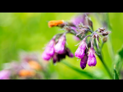 NAJBOLJA BILJKA ZA KOSTI, ZGLOBOVE, PSORIJAZU, REUMU, RANE I PROŠIRENE VENE! Dr Mihajlović