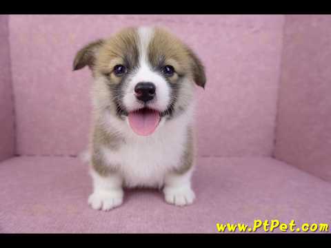 03/14雙色柯基犬母幼犬(新竹市)