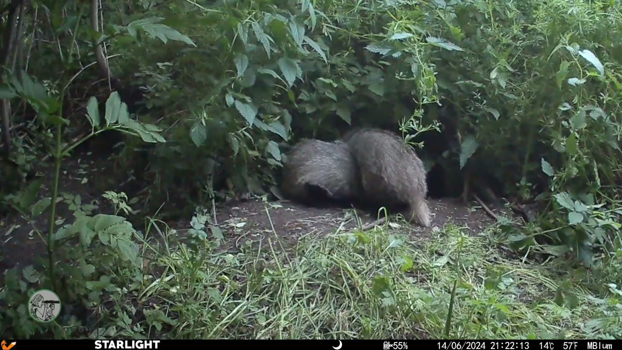 Mes voisins sont des blaireaux ( 27e épisode)