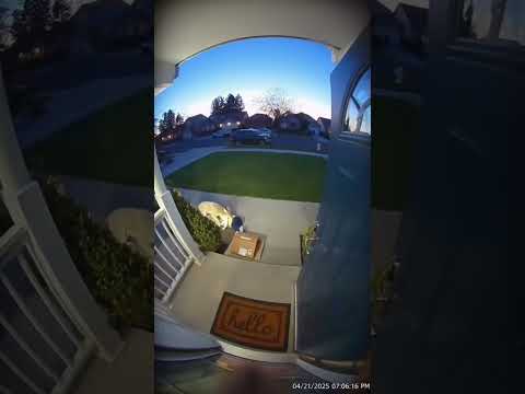 PIT BULL SAVES TODDLER FROM COYOTE IN FRONT YARD DRAMA