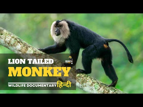 Lion Tailed monkey - हिन्दी डॉक्यूमेंट्री | Wildlife documentary in Hindi