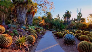 Walking the Desert Garden on a Quiet December Morning (in 4k)