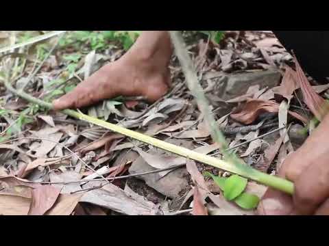 365 Days How I Survival, Cooking And Building In The Rain Forest   Full Video ~~ 13