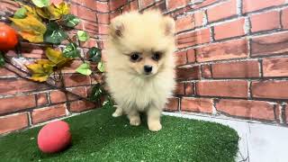 ポメラニアンの動画01