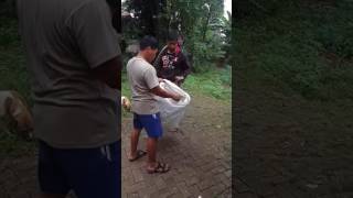 Download lagu Ular King Cobra Besar Ditemukan Di Tangerang mp3