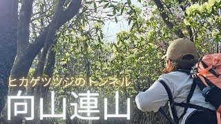 【向山連山】ヒカゲツツジが満開でした