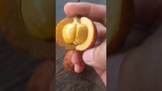 Download lagu Buah Hutan Kalimantan #campingdihutan #asmr #camping mp3
