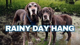 Sit and Watch the Rainy Day: Passive Enrichment to Relax Your Dog