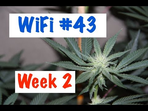 WiFi 43 - Week 2 Flower (Phinest Cut)
