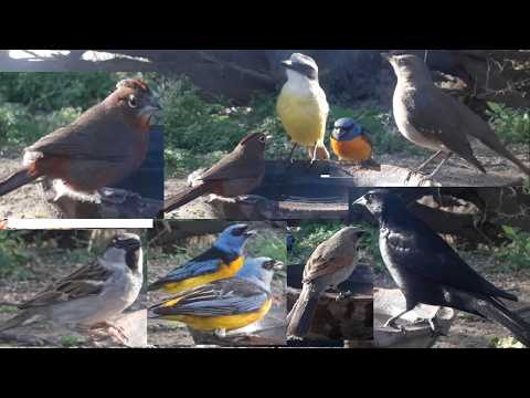 #83 Brasita de fuego Naranjeros Zorzal chalchalero Tordo musico y renegrido Benteveo Gorrion 1709 25