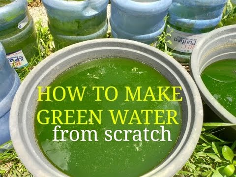 How to make green water / phytoplankton culture / green water from scratch