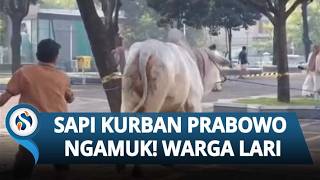 Diduga Stres, Sapi Kurban Prabowo Ngamuk di Masjid Al Akbar Surabaya, Warga Panik Berlarian