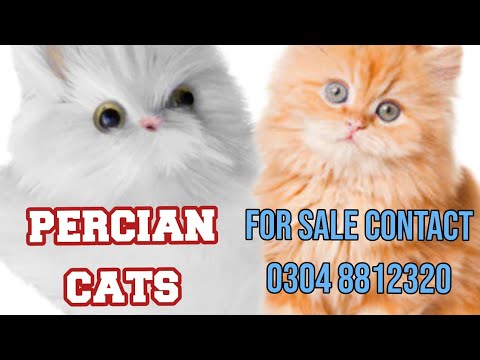 persian colorful kittens, persian cats. triple coat. #persian  #persiancat #cat #whitecat #funnycats