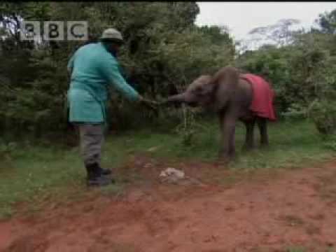 Abandoned baby elephant struggles for survival - BBC wildlife