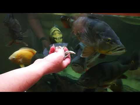 Cichla feeding 4400l predator fish aquarium