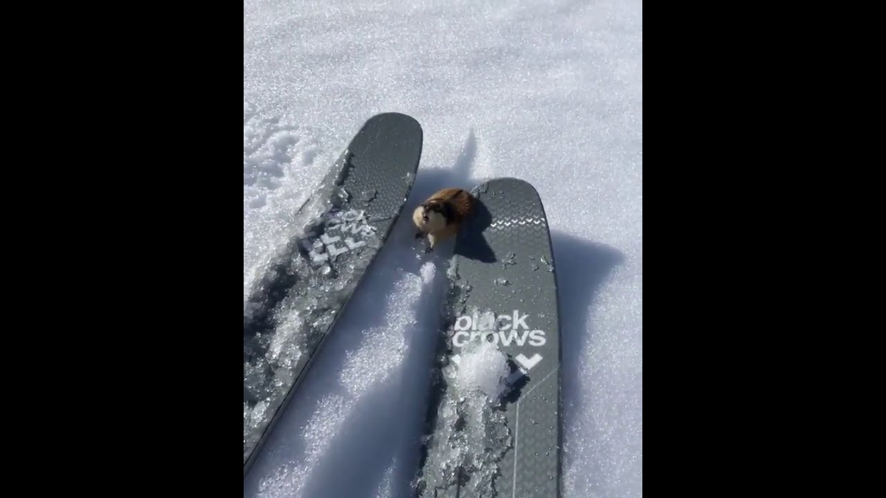 skier vs lemming
