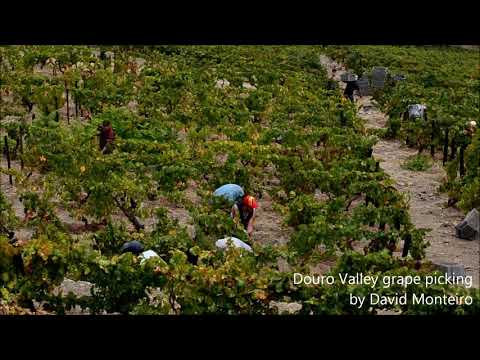 Dour Valley - Portugal - harvest time, grape picking
