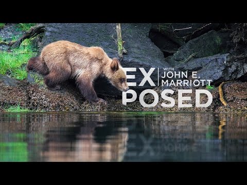 GRIZZLY BEARS of the Khutzeymateen | EXPOSED Wildlife Photography | EP 02