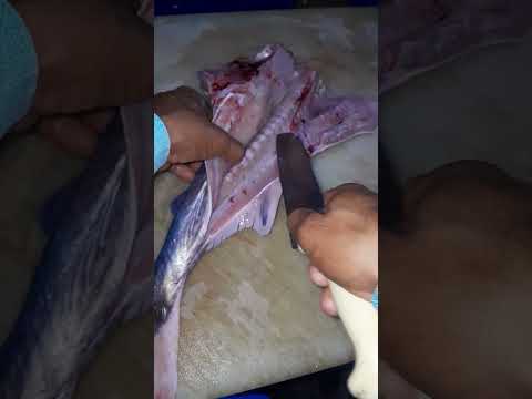 como filetear bagre.