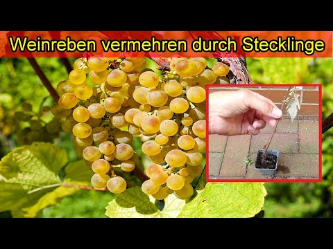 , title : 'Weinreben vermehren durch Stecklinge - Weintrauben selbst ziehen / Wein Pflanzen selber anbauen'