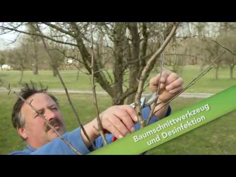 Baumschnitt Folge 08 - Werkzeug und Desinfektion