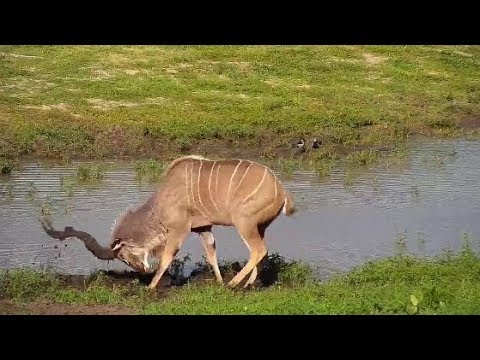 Djuma: Kudu bull - 16:38 - 12/18/19