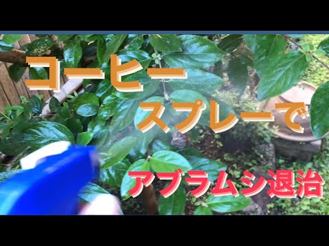 コーヒーの出がらしはモグラを怖がらせるのでしょうか？最も効果的な祖母のレシピ  庭園