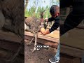 Why Farmers Catch Ostrich Eggs By Hand While They Re Laying Shorts