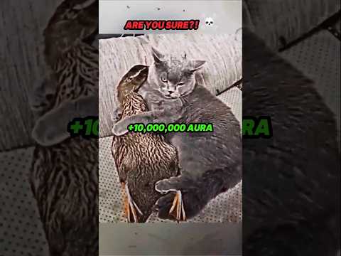 Best aura moments... (cats)