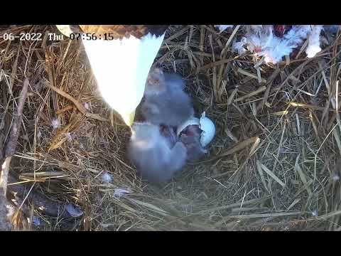 The hatching of R3.  Breakfast at Ron snd Ritas, 6 January edition