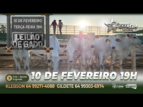 ESTRELA LEILÕES -  10 / 02 / 2026 -  19:00 HS. - Morrinhos  - Goiás