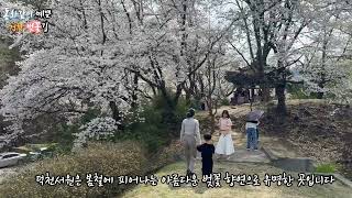 [영상기자단] 동화같이 예쁜 거창 벚꽃길_서현석