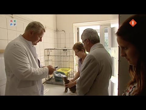 De Rijdende Rechter 26-02-2013 - Catfight