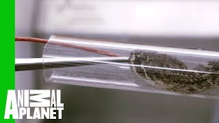 Here's How To Give A Venomous Rattlesnake Her Medicine | The Zoo